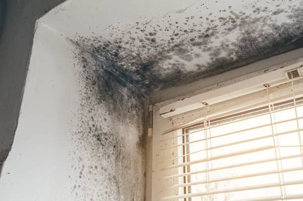 Affordable Basement Mold Removal solutions in Newberg, OR
